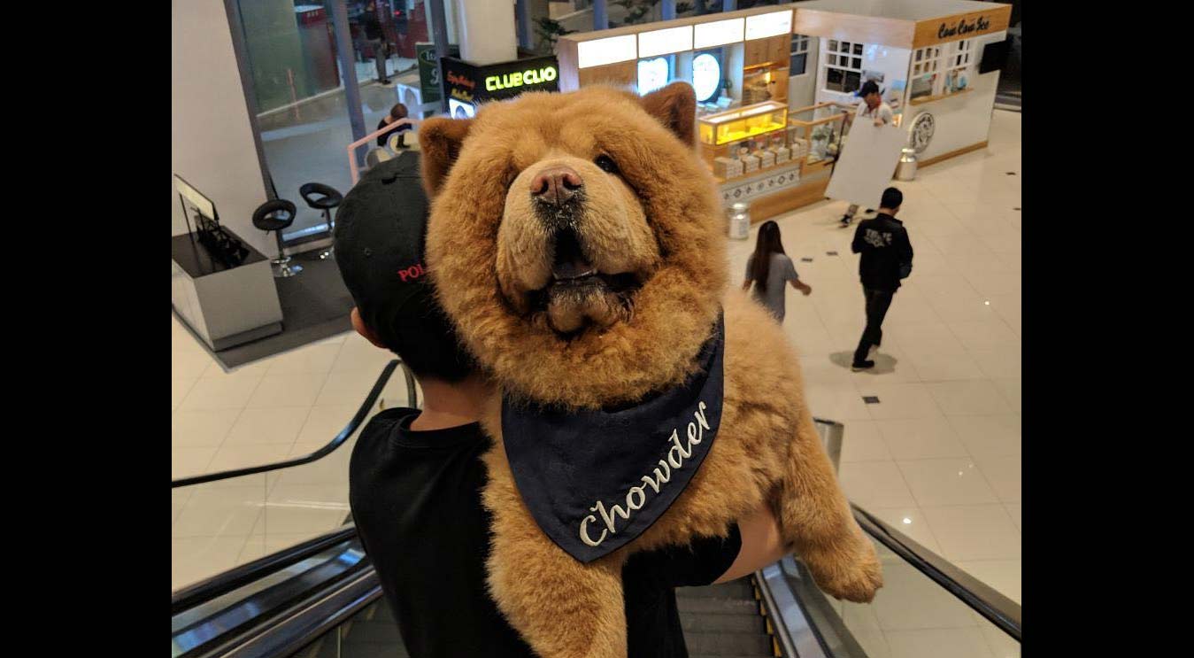 Cachorro “urso” faz sucesso no Instagram