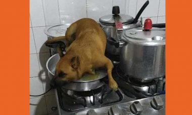 Brazuca Dog: Filtro do Instagram que permite inserir cachorro vira mania