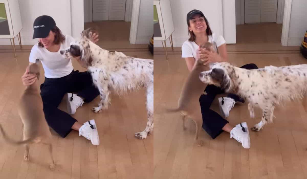 Anitta exibe encontro com seus cães: 'morrendo de saudades'