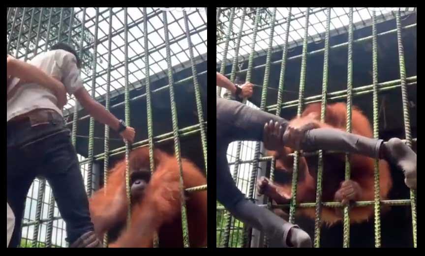 Vídeo chocante: Visitante de zoológico é atacado por orangotango após pular cerca