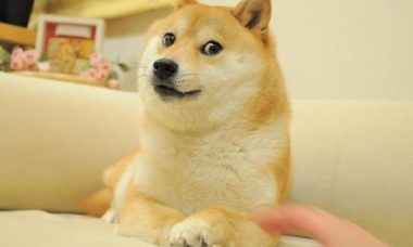 Cachorro da vida real por trás de Dogecoin passa bem após anúncio de doença. Foto: Reprodução Instagram