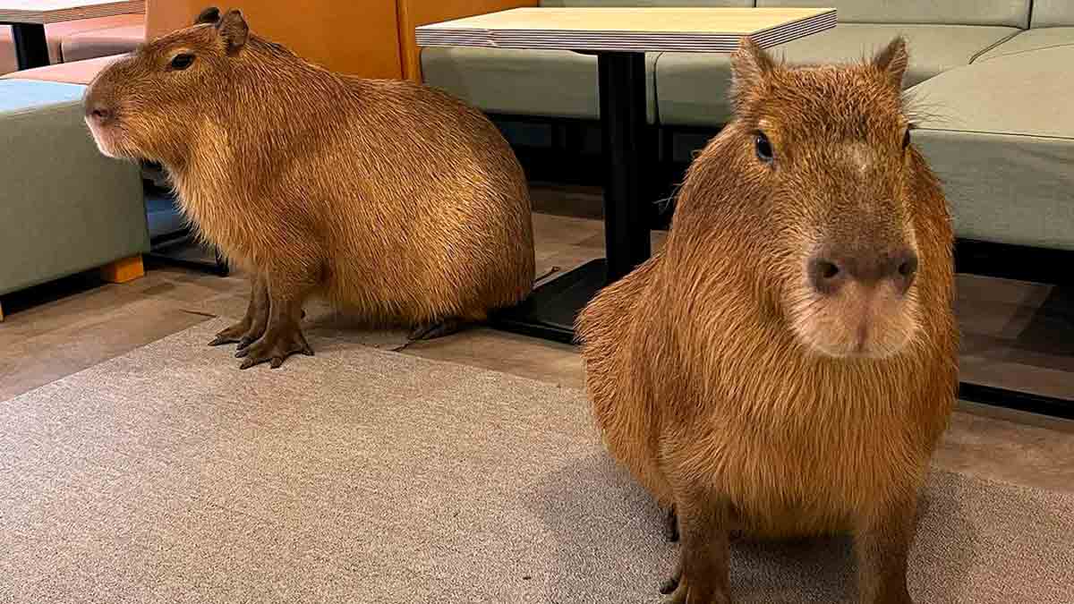Entdecken Sie das Café in Japan, wo Kunden mit 2 großen Capybaras interagieren können. Instagram @cafe_capyba