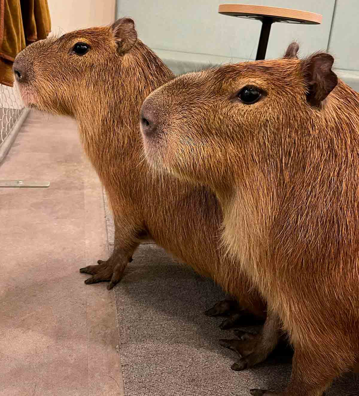 Découvrez le café au Japon où les clients interagissent avec 2 grandes capybaras. Instagram @cafe_capyba