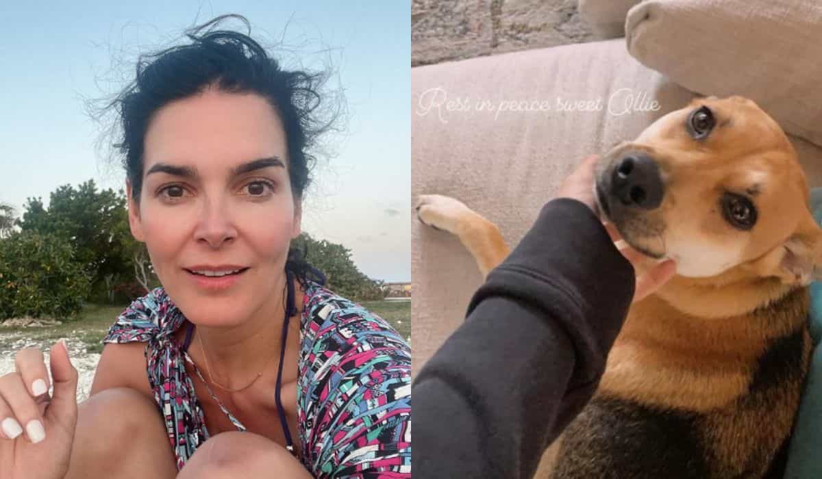 Ster van “Law and Order” beweert dat bezorger haar hond heeft doodgeschoten (Instagram / @angieharmon)