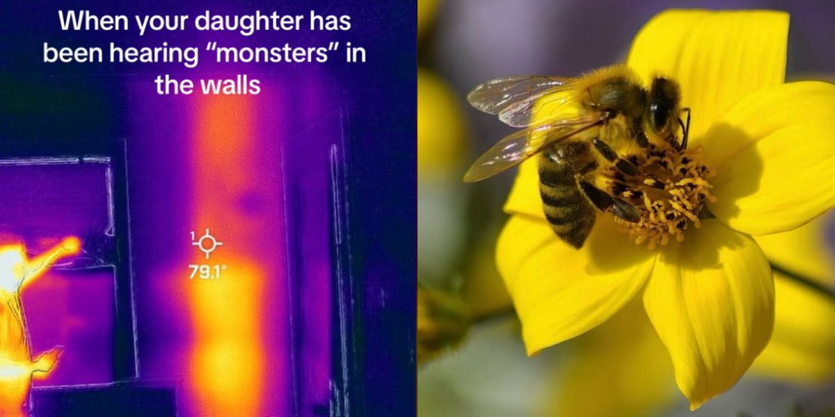 Žena objevila 50 000 včel skrytých ve zdi domu a video se stalo virálním