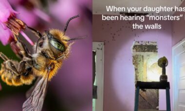 Mulher encontra 50.000 abelhas escondidas na parede de casa e vídeo viraliza