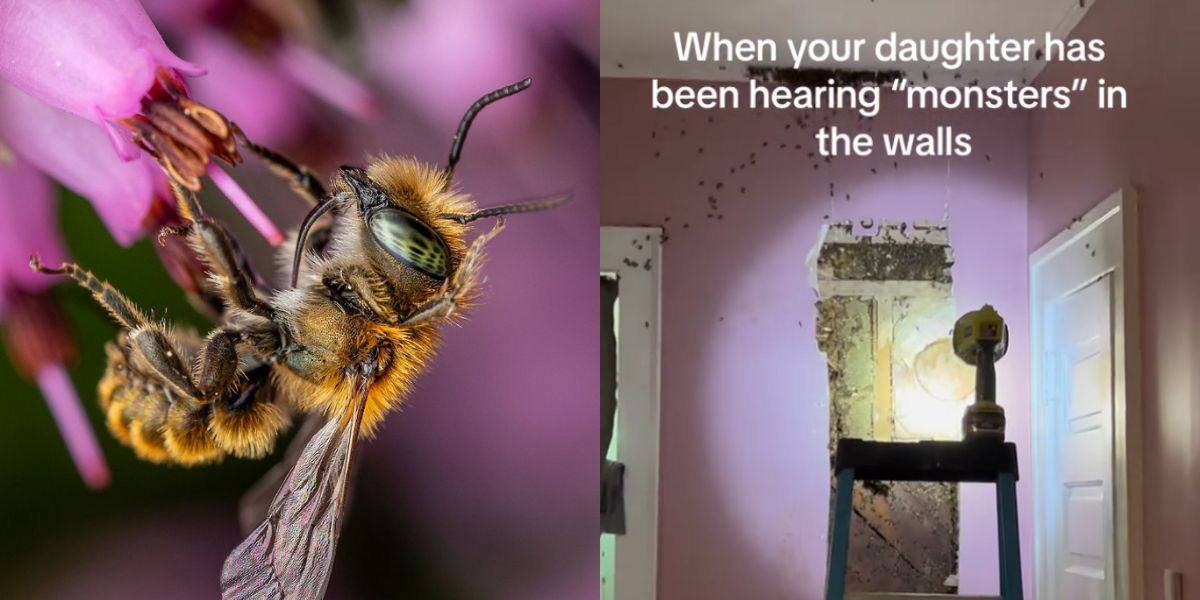 Nainen löytää 50 000 mehiläistä piilossa talonsa seinästä ja video leviää