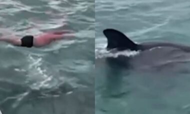 Vídeo chocante: Homem se joga em cima de uma baleia orca e é multado em US$ 365