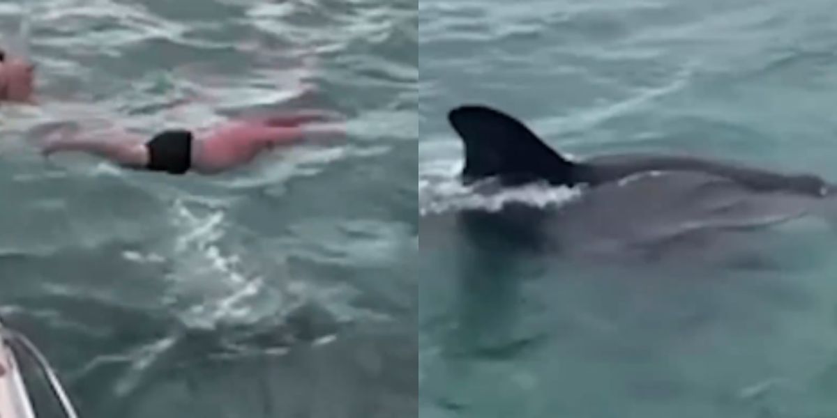 Schokkende video: Man springt op een orka en krijgt een boete van $ 365