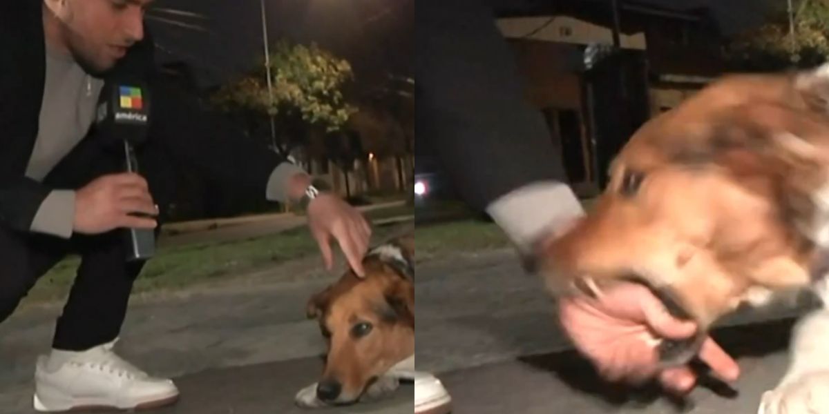 Reporter argentin se fait mordre en direct par un chien 'tueur'