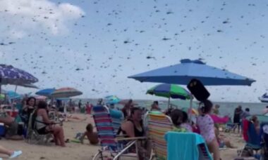 Gigantisk sværm av libeller på en strand i USA. Foto: Twitter (X) / @WCVB