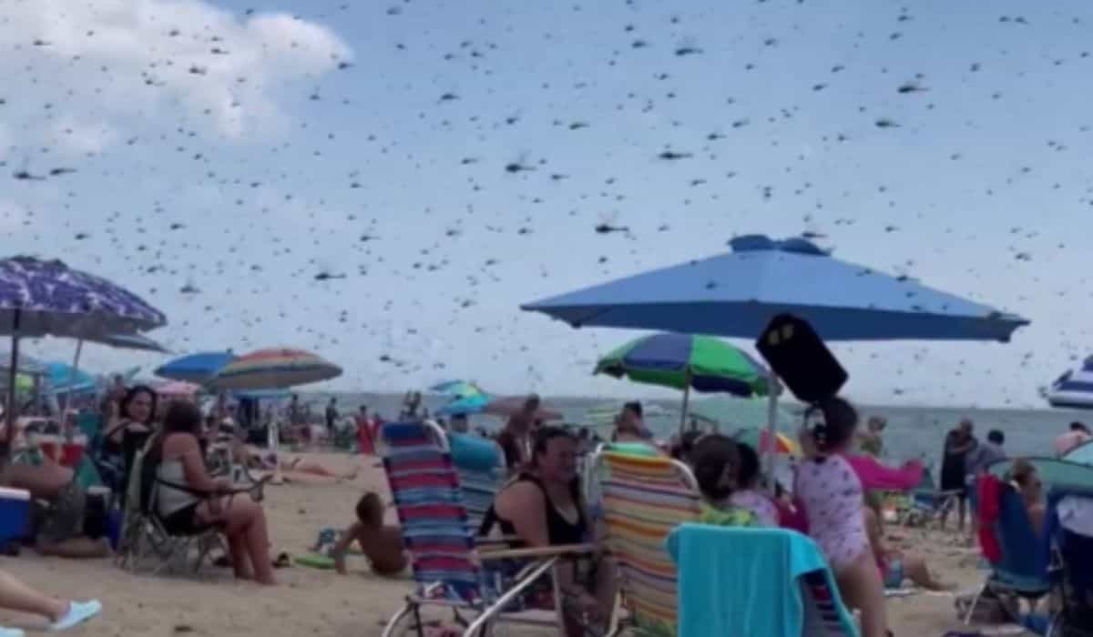 Gigantisk sværm av libeller på en strand i USA. Foto: Twitter (X) / @WCVB