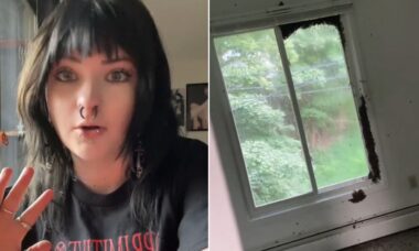 Mulher descobre que tem mais de 80 mil abelhas em sua casa e vídeo viraliza no TikTok