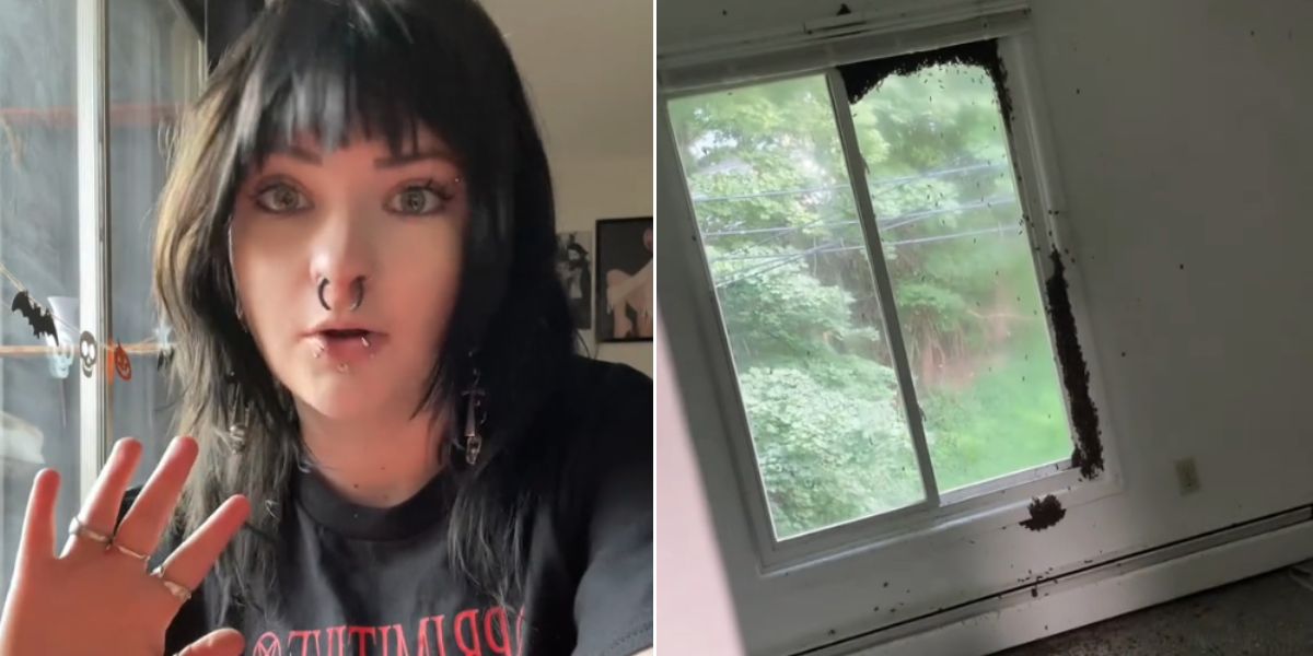 Woman discovers she has over 80,000 bees in her home and the video goes viral on TikTok