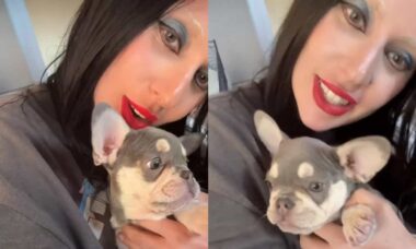 Lady Gaga adota novo filhote três anos após o sequestro violento de seus cães