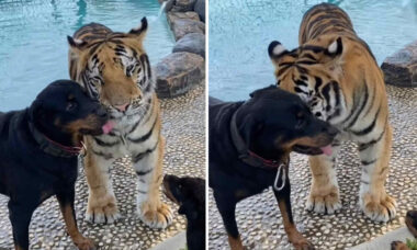 Sødt video: Rottweiler og tiger er bedste venner (Foto: Instagram/Reproduktion)