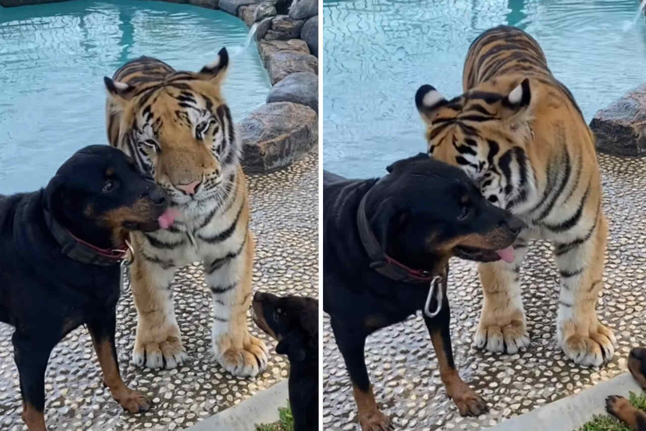  Sødt video: Rottweiler og tiger er bedste venner (Foto: Instagram/Reproduktion)