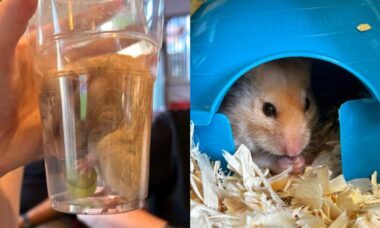 hamster