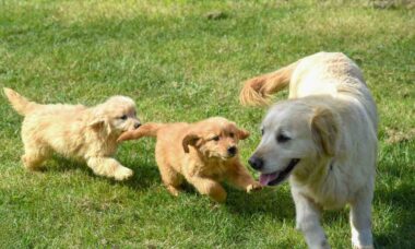 Mulher vai deixar fortuna de US$ 2,8 milhões para seus pets como vingança por seus filhos nunca a visitarem