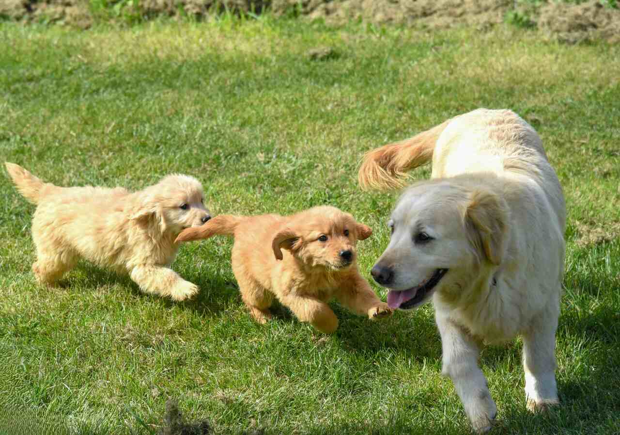 Mulher vai deixar fortuna de US$ 2,8 milhões para seus pets como vingança por seus filhos nunca a visitarem