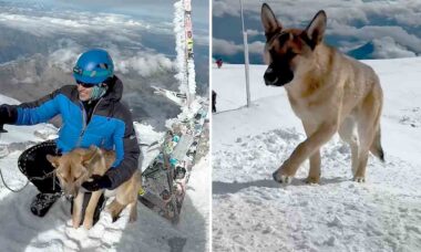 VÍDEO: Cão sem-teto conquista o topo da montanha mais alta da Rússia. Instagram @stasik_gid