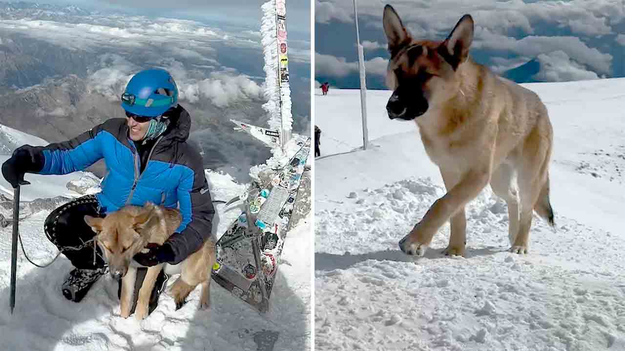 VÍDEO: Cão sem-teto conquista o topo da montanha mais alta da Rússia. Instagram @stasik_gid