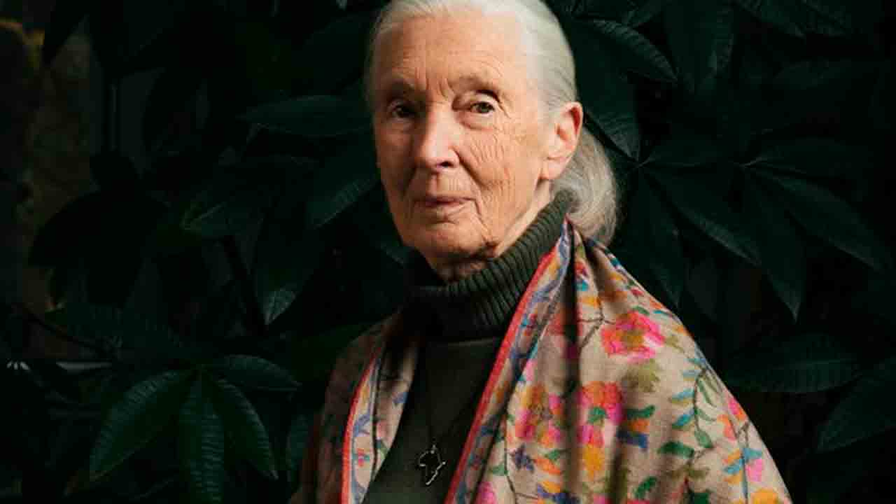 Jane Goodall tijdens een van haar expedities. Foto: Jane Goodall Institute